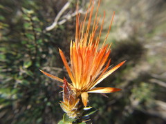 Chuquiraga spinosa