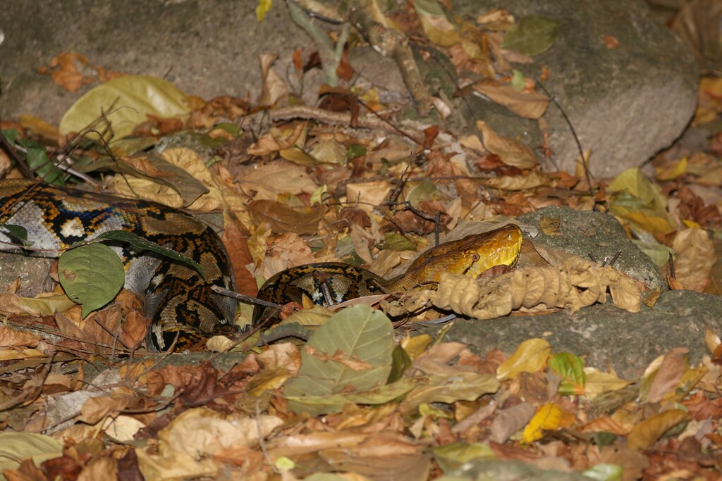 Reticulated Python from Khao Khiao Massif, Khlong Kiu, Ban Bueng ...