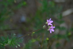 Erodium cicutarium