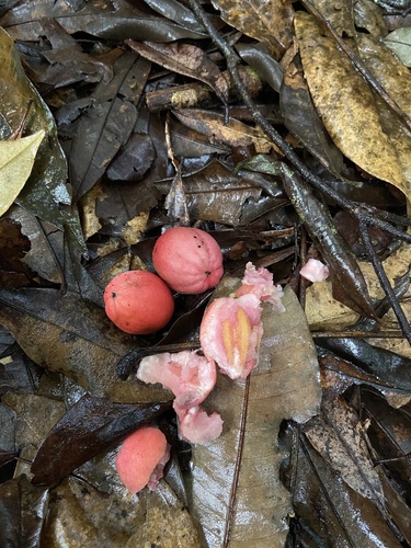 Foto de Pau-amargo