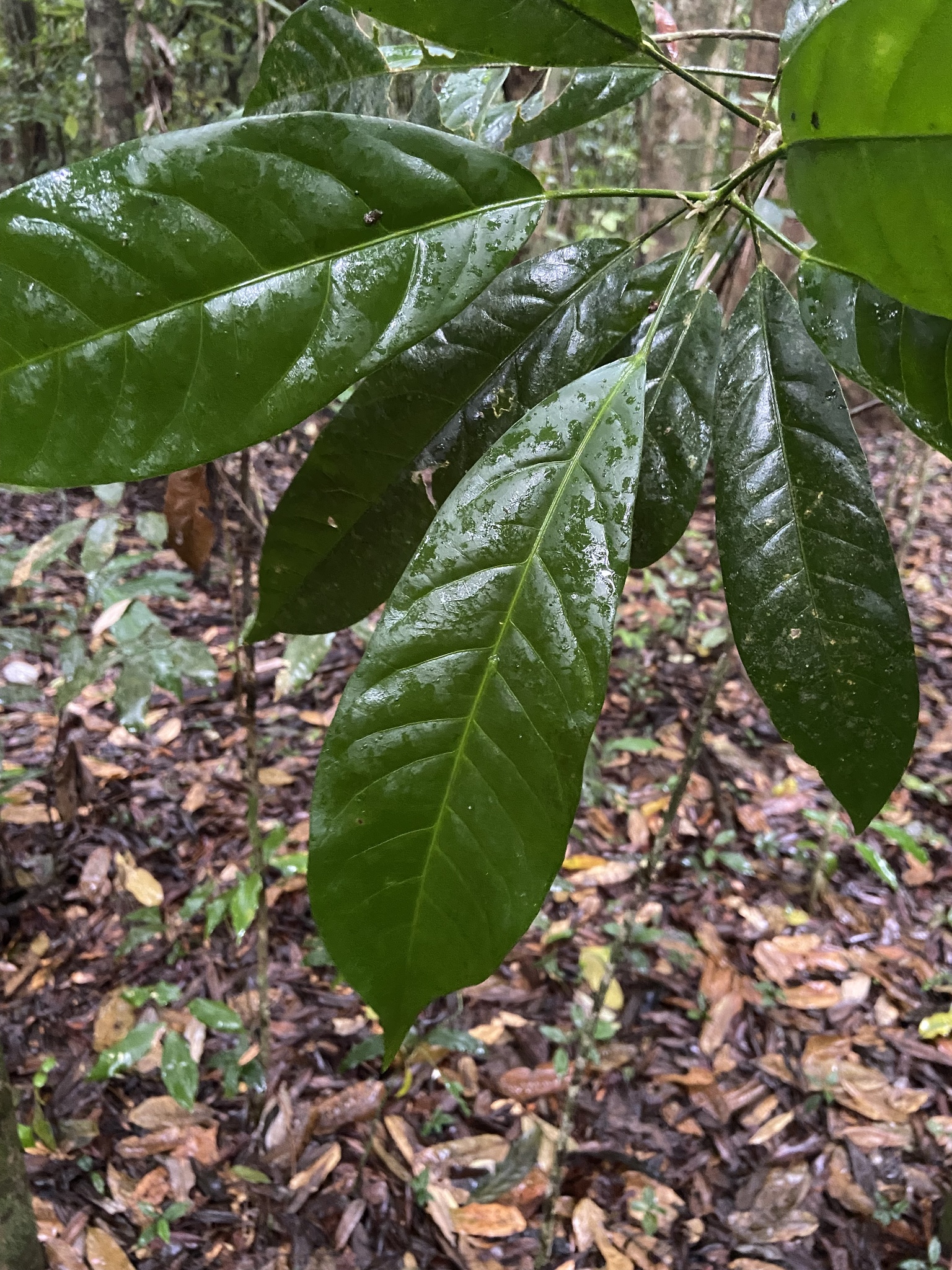 Imagem de Pau-amargo