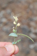 Streptanthus diversifolius