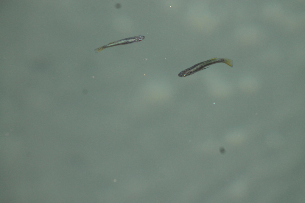 Panuco gambusia (Gambusia panuco) — Poeciliidae