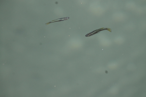 Panuco gambusia (Gambusia panuco) — Poeciliidae