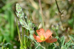 Sphaeralcea coccinea