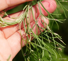 Aceria paracalifornica