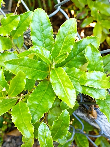 Image of Brachyglottis perdicioides by (c) Oscar Dove, some rights reserved (CC BY)