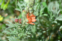 Sphaeralcea coccinea