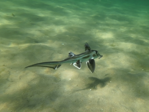 Elephant fish (Callorhinchus milii) — Callorhinchidae — 2