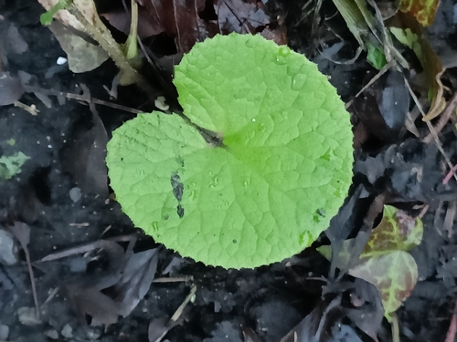 Winter Heliotrope