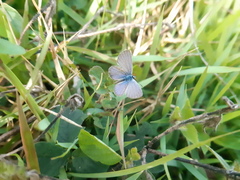 Hemiargus hanno