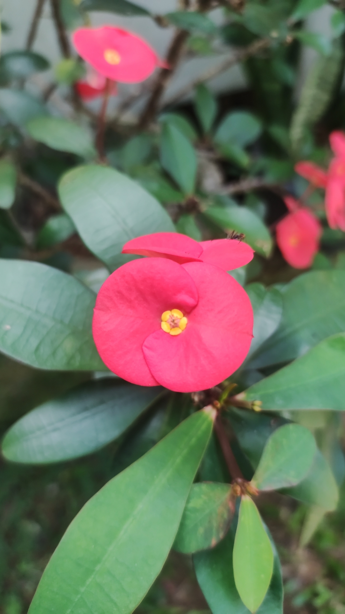 Imagem de Coroa-de-Cristo