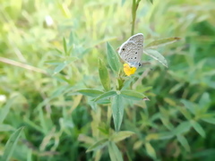 Hemiargus hanno