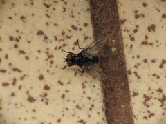 Microsoma exiguum