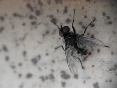 Microsoma exiguum