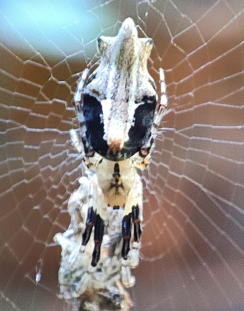 Cyclosa purnai