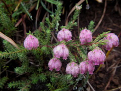 Erica cooperi
