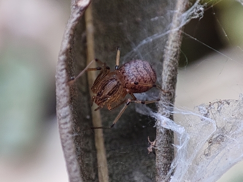 Scytodes alfredi