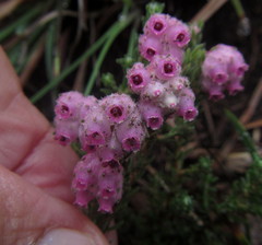 Erica cooperi