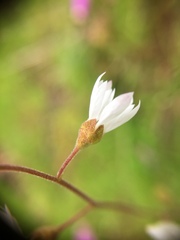 Lithophragma heterophyllum