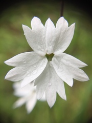 Lithophragma heterophyllum
