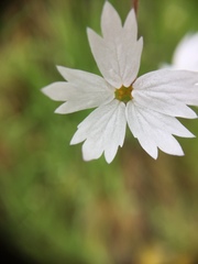Lithophragma heterophyllum