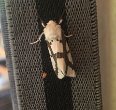 Euerythra phasma