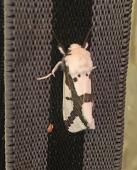 Euerythra phasma