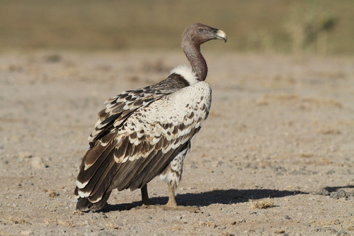 Rüppell's vulture