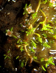 Crassula gemmifera