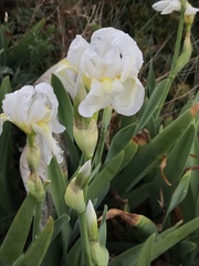 Iris albicans