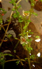 Crassula gemmifera
