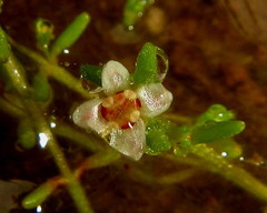 Crassula gemmifera