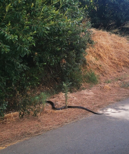 Western Barred Spitting Cobra