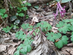 Corydalis caucasica