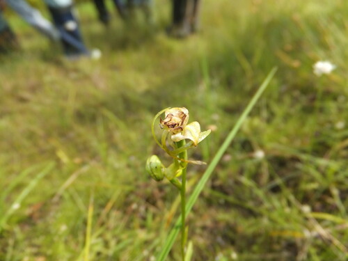 Habenaria sagittifera iNat (2)