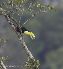 Ramphastos sulfuratus image