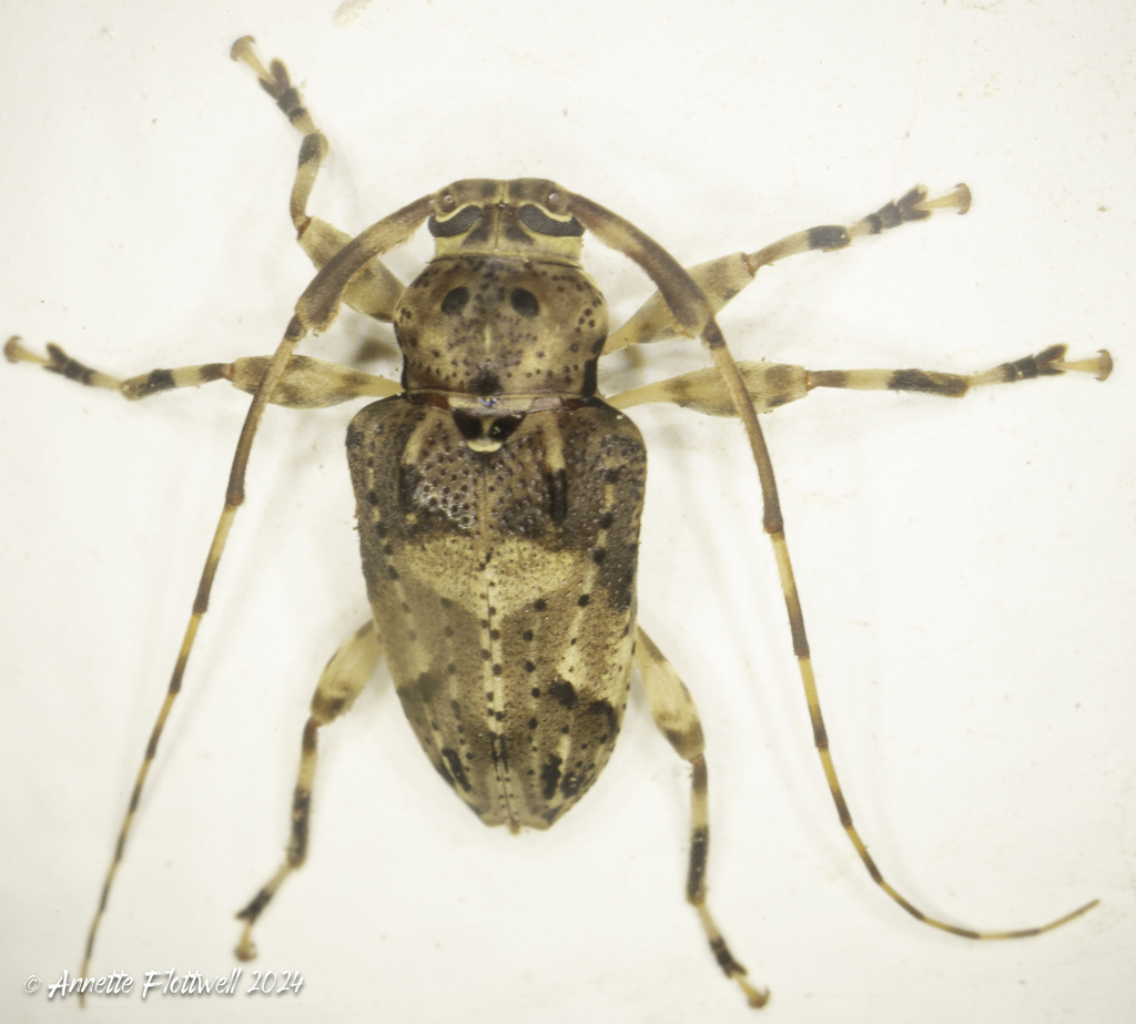 Nealcidion brachiale
