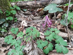 Corydalis caucasica
