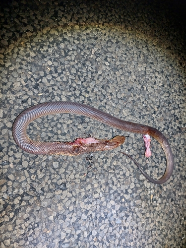 Mulga Snake sighting