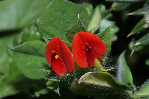 Lotus conjugatus