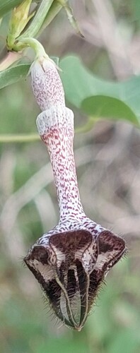 Ceropegia nilotica observed 2024-01-13