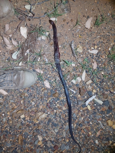 Mulga Snake sighting