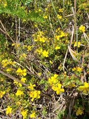 Hypericum microsepalum
