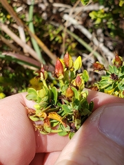 Hypericum microsepalum