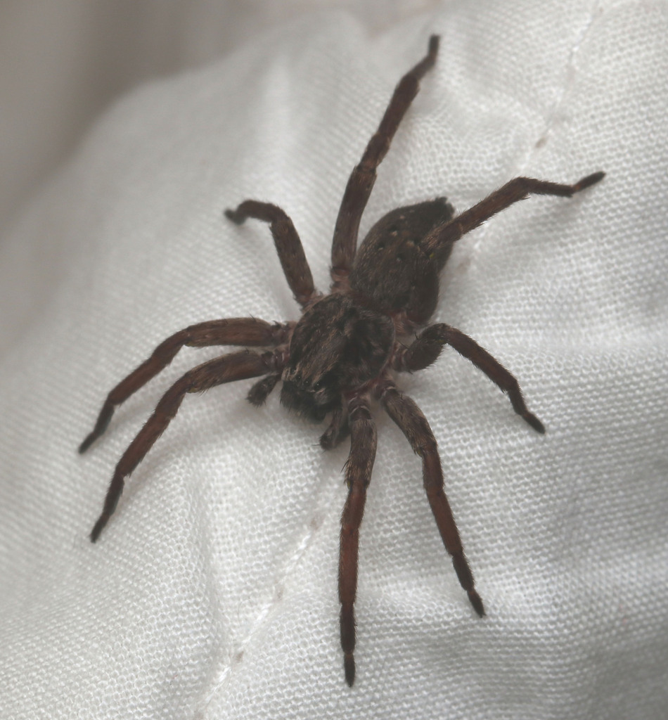 Little Tarantula In January 2024 By Juliegraham173 INaturalist   Large 