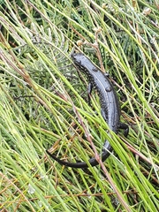 Blue Mountain Water Skink photo 3