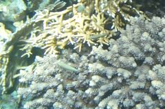 Oxymonacanthus halli