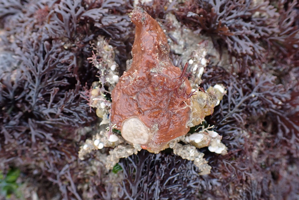 Pisa nodipes