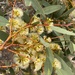 Eucalyptus socialis socialis - Photo (c) heyyouinthebushes, algunos derechos reservados (CC BY-NC)